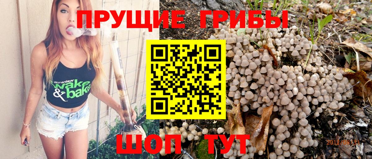 Псилоцибиновые грибы Cubensis Сегежа